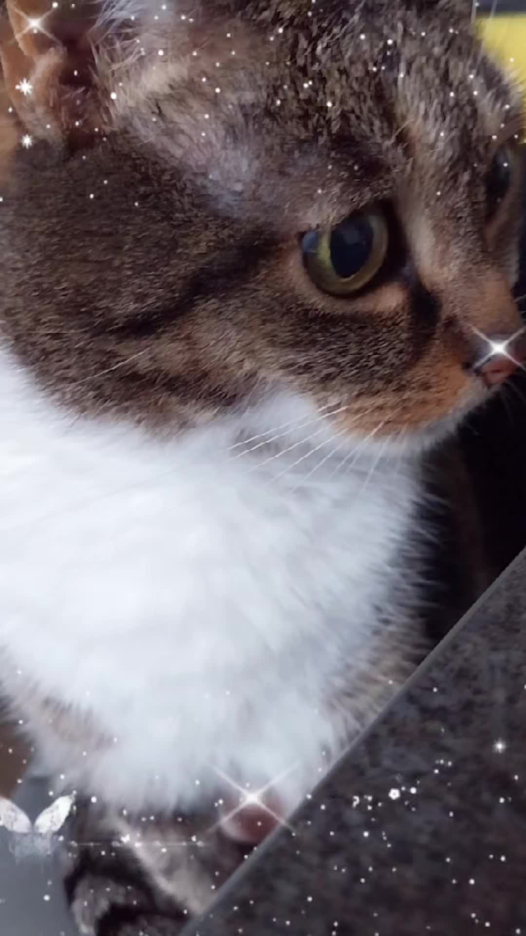 @Scotty🐱🐾🐱🐾 🐱🐾🐱🐾🐱🐾