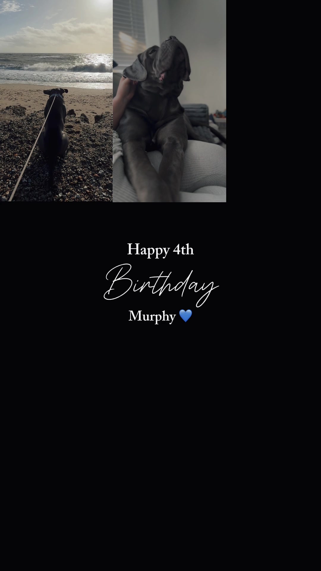 @murphy_the_cane_corso