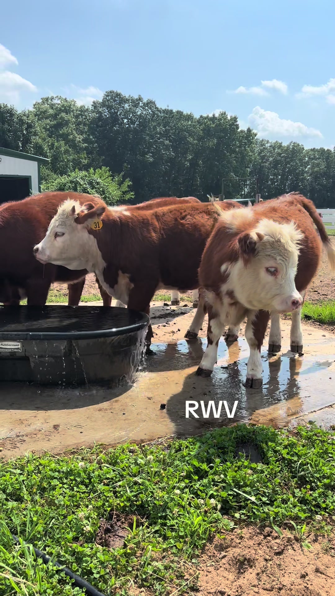 @RWV Land & Livestock