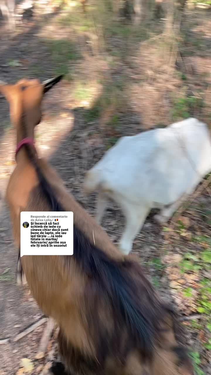 @✨𝕬𝖑𝖎𝖓𝖆𝕬𝖑𝖊𝖘𝖘𝖎𝖆✨