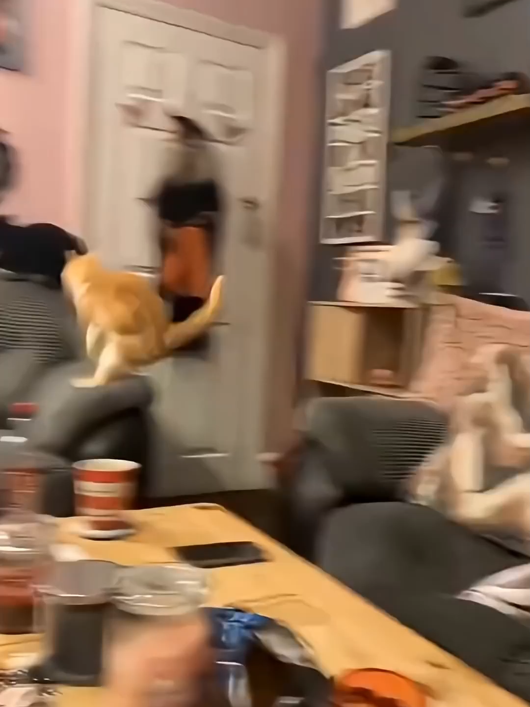 @Funny Cats 🐈