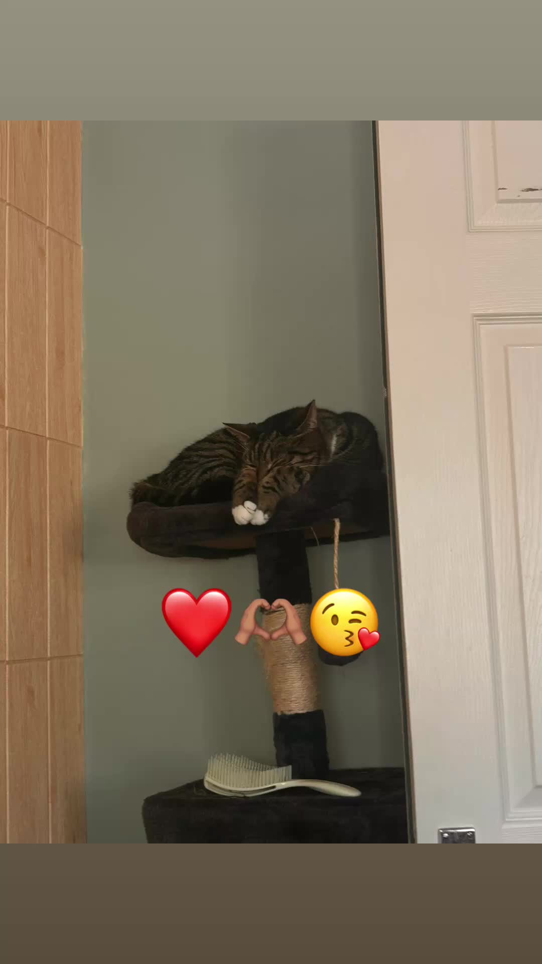 @Eva_teddy🧸