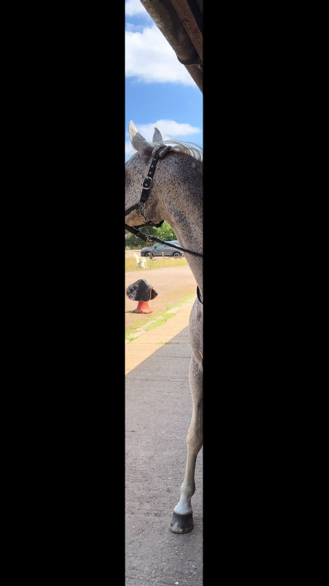 @Slough horses