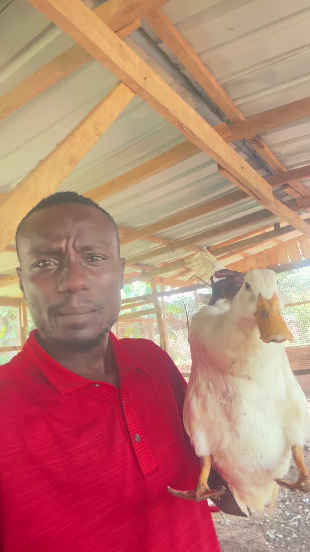 @STDFarms Ghana