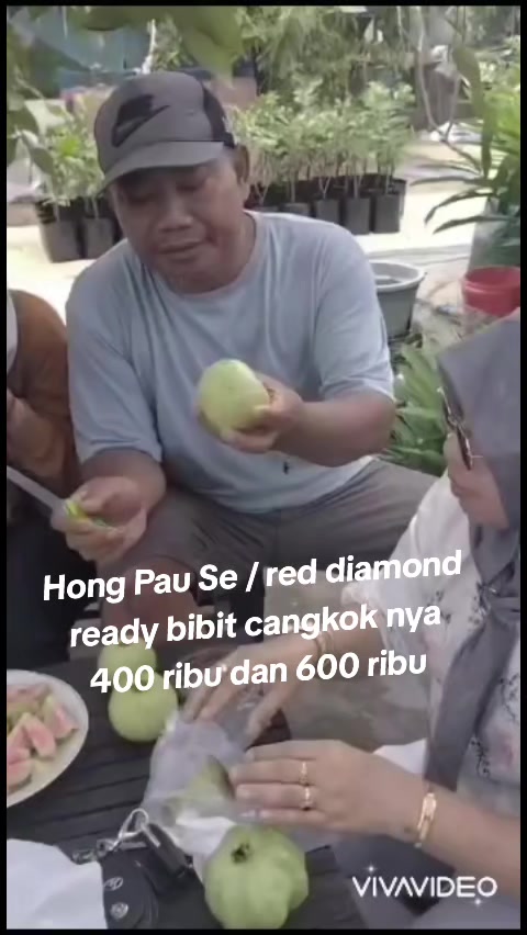 @Bibit khusus samarinda