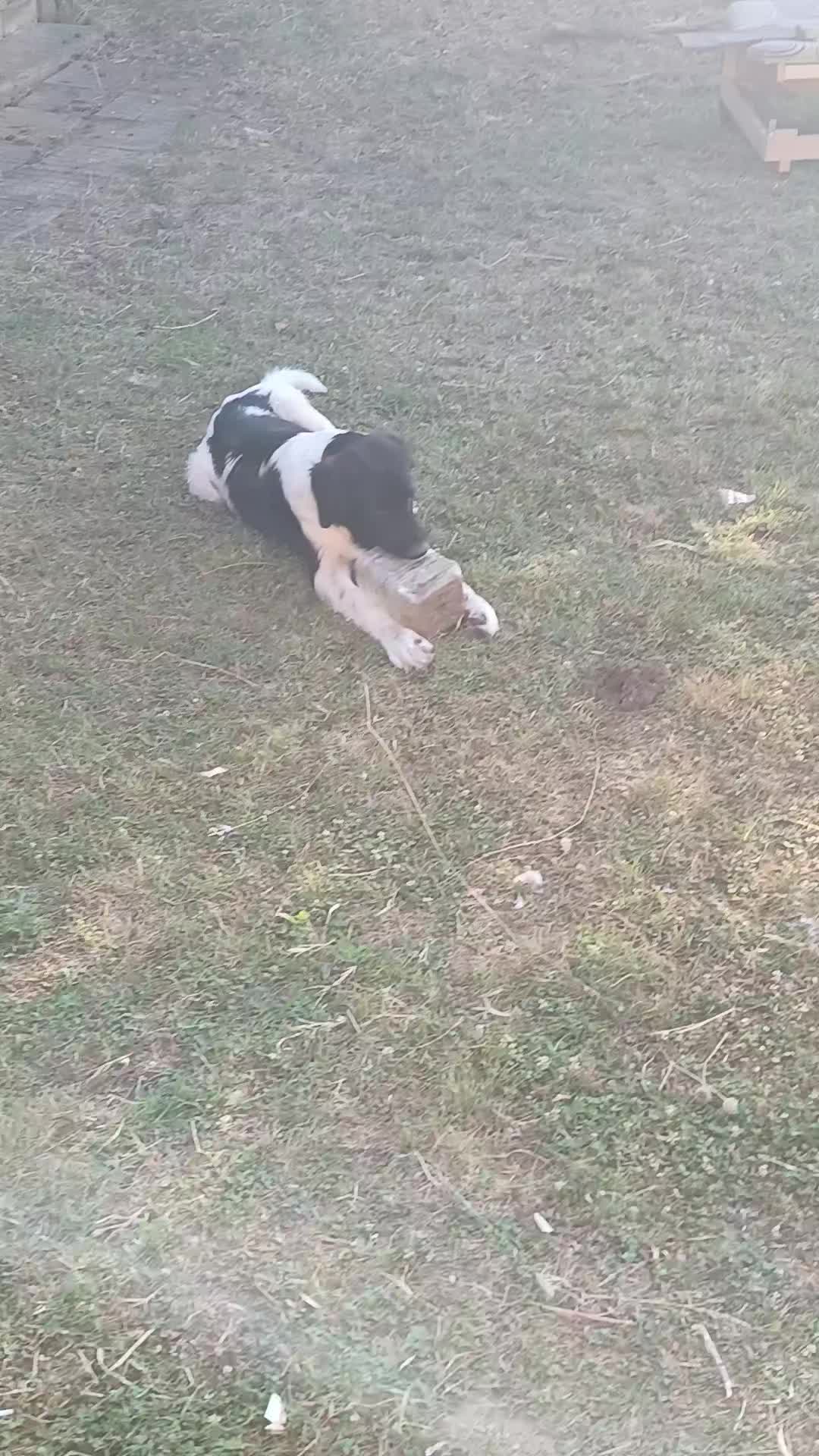 @ЖЕНАТА НА МИЛОТО 😈