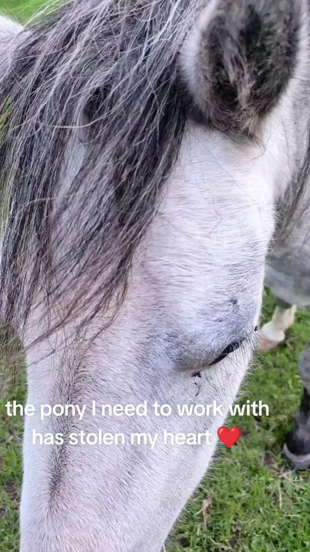 @Skye and the ponies
