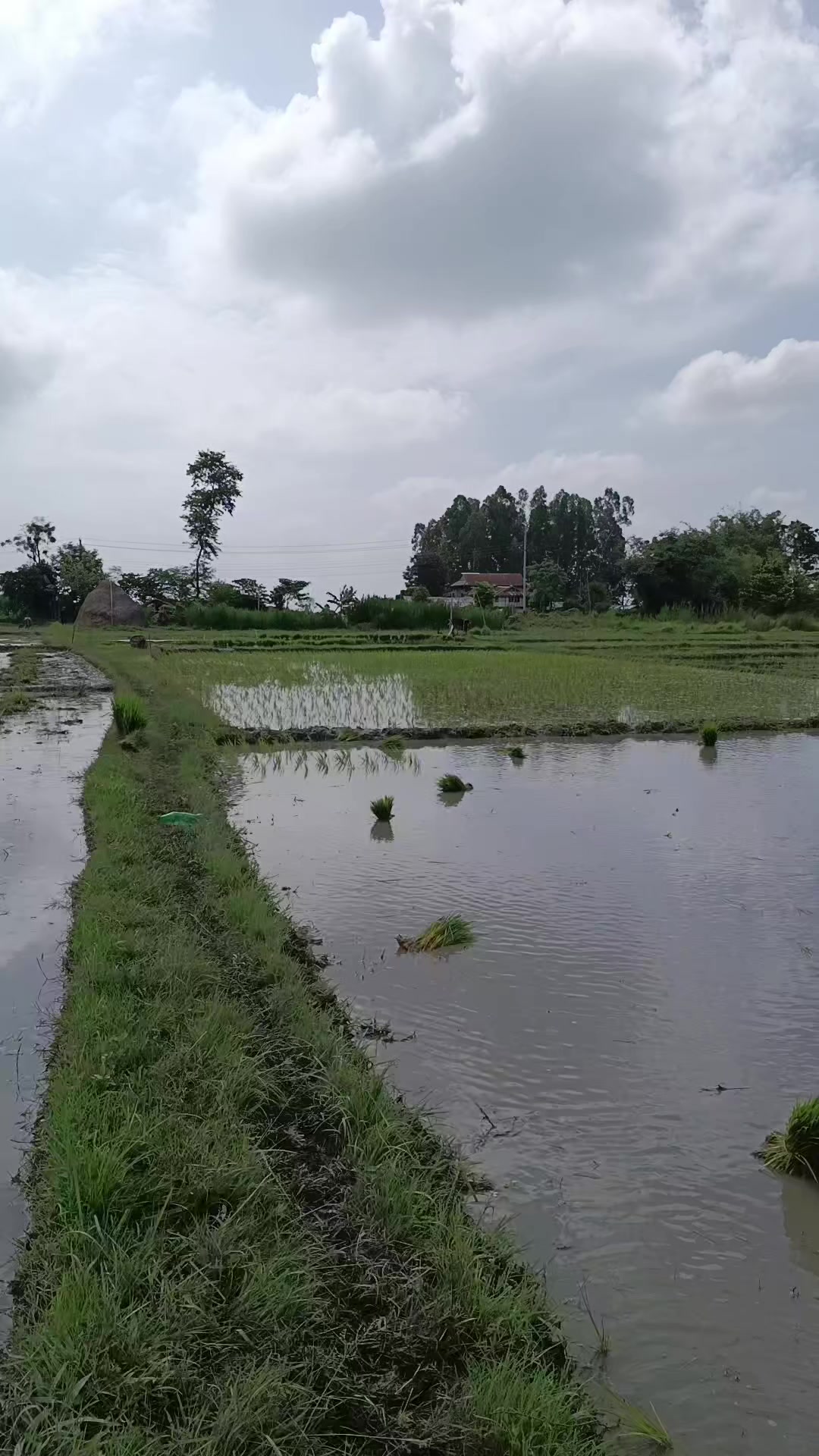 @म मता थापा पौडेल