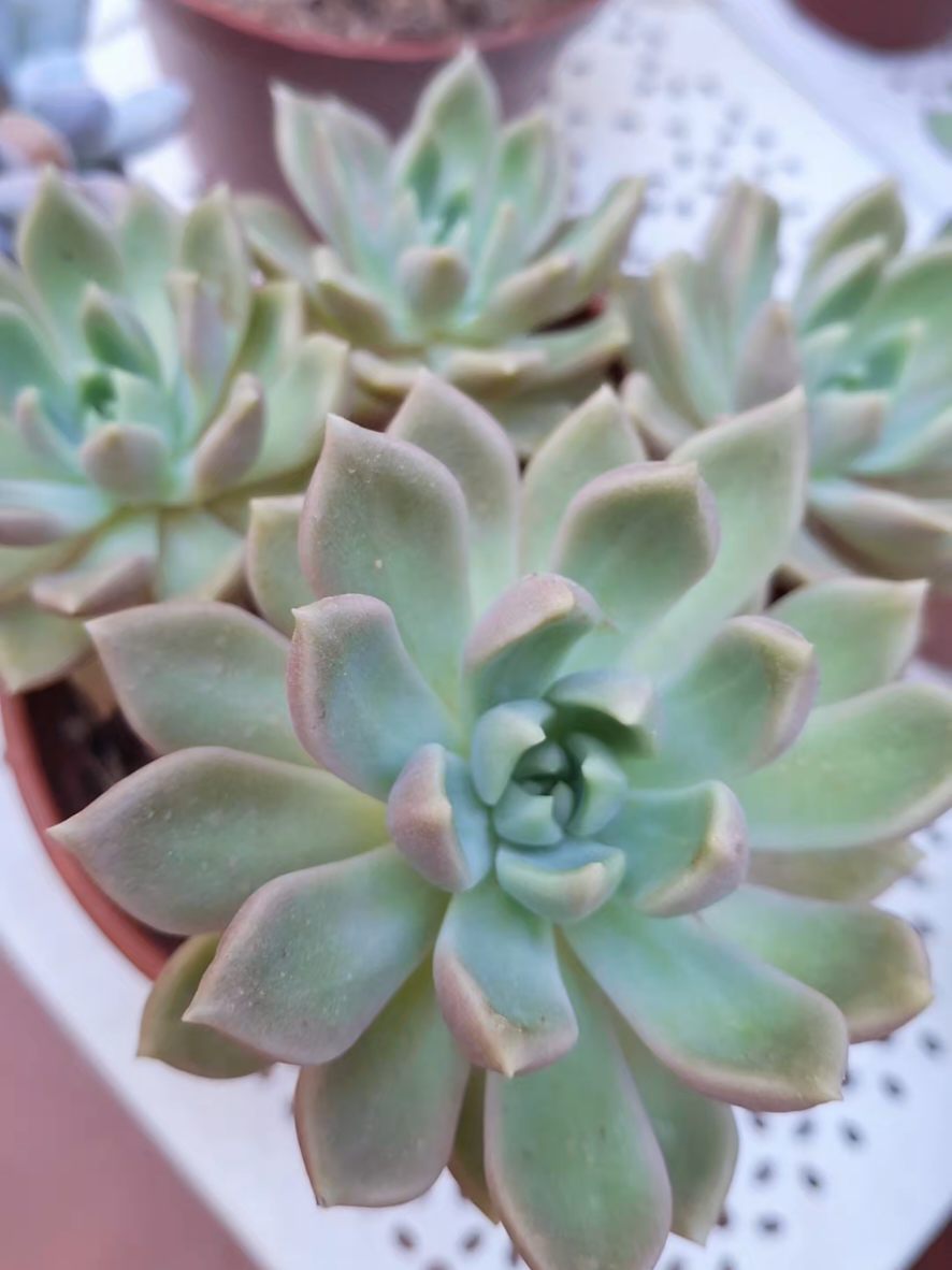 @Succulent_ninja