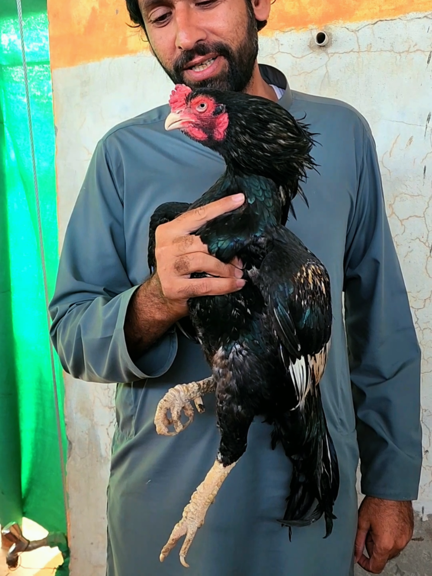 @Sajjad Aseel Farm