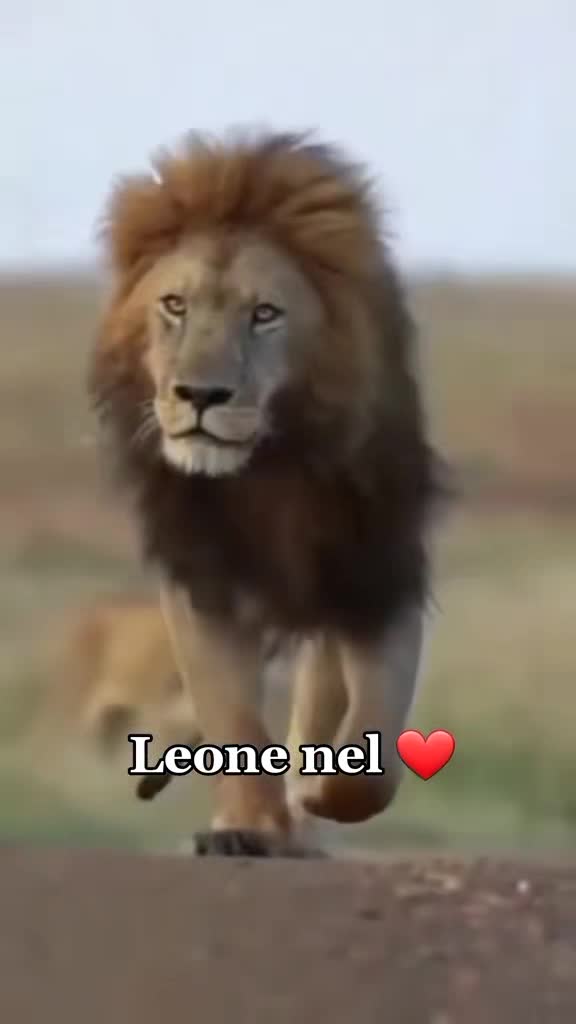 @leone nel ❤