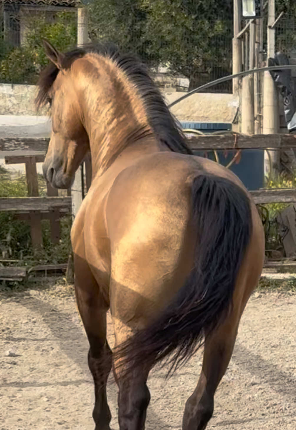 @Chiara Vitali 🐴