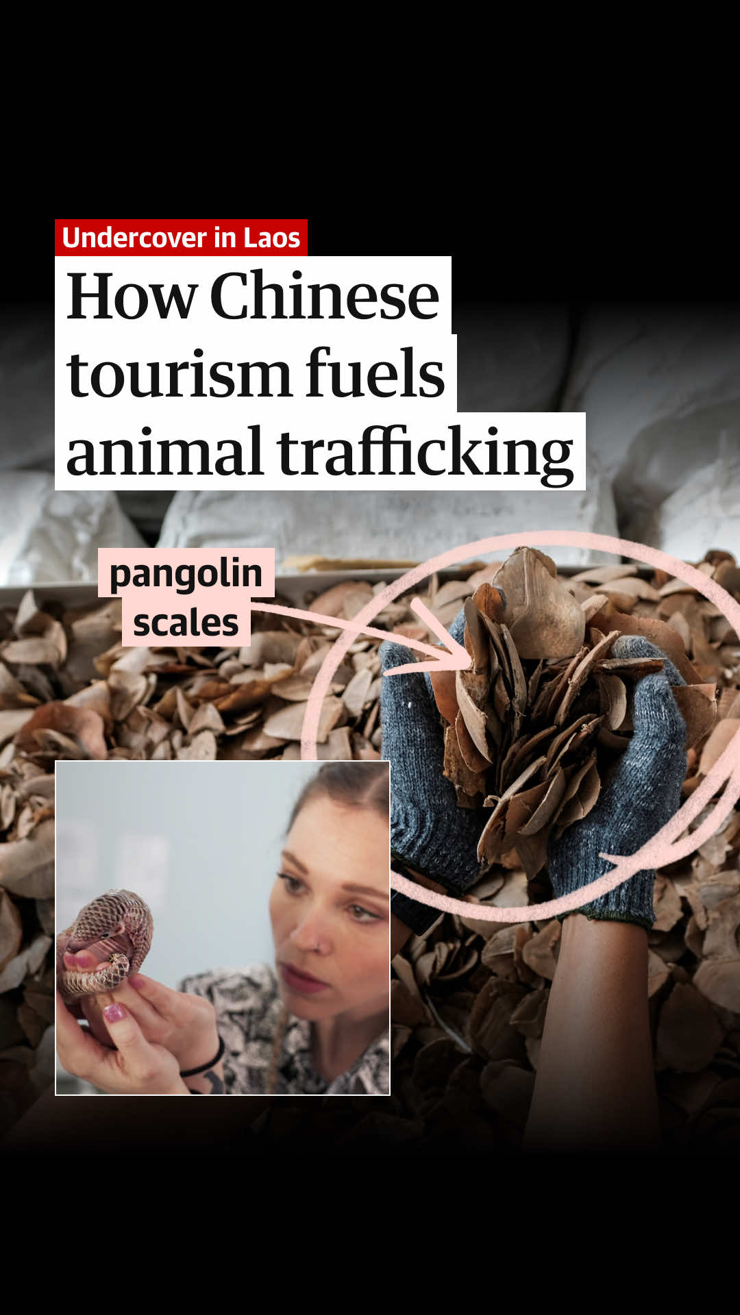 @The Guardian