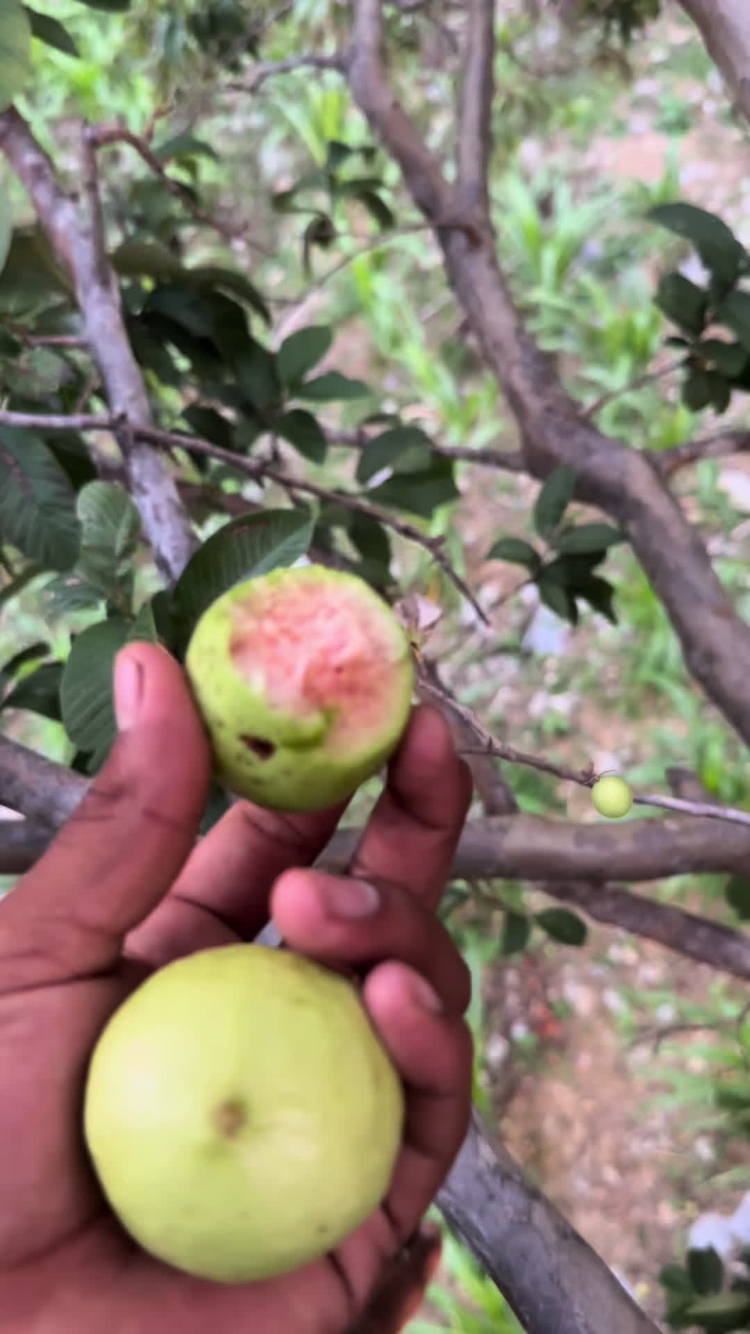 @chikisHDZ