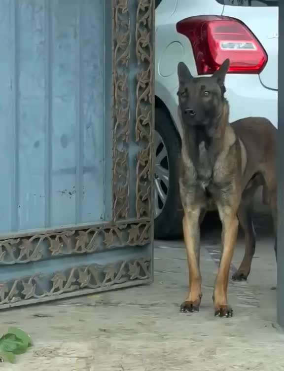 @MalinoisofPakistan