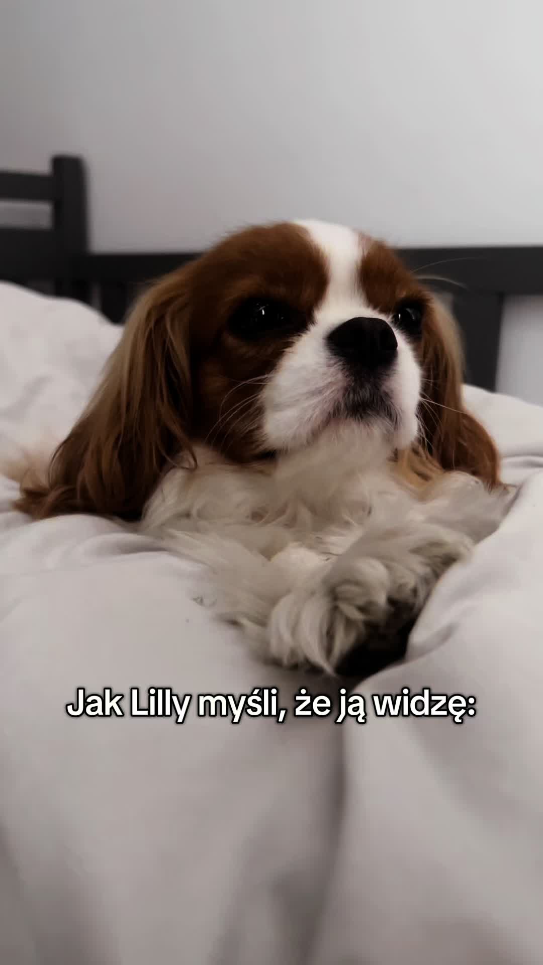 @Lilly Cavalier 🐶