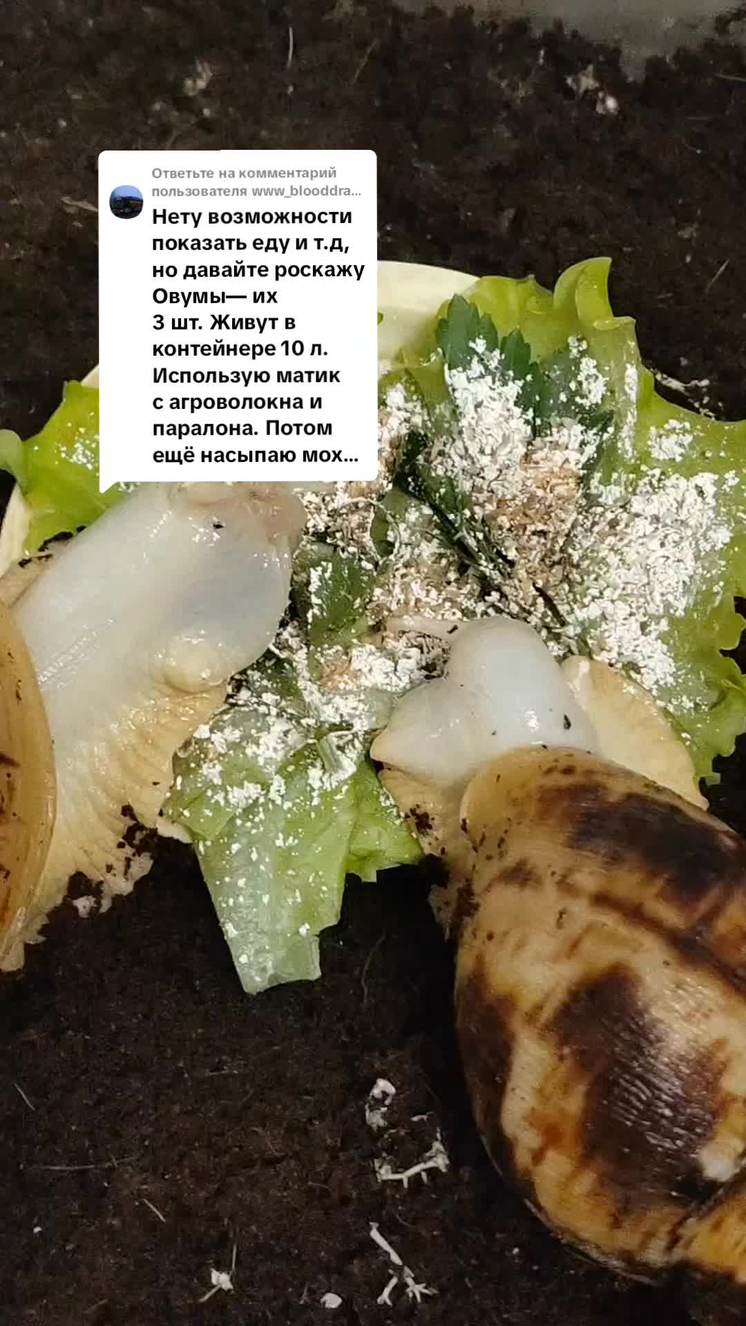 @angie🦋@