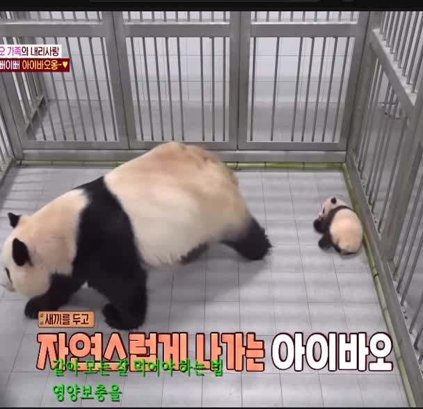 @K-PANDA kim