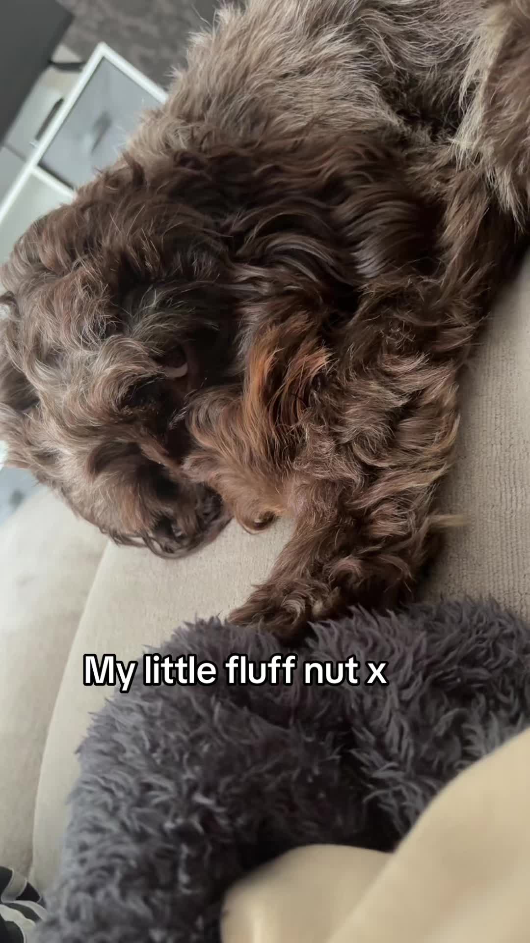 @Toby the Cockapoo & Bobbi Lou