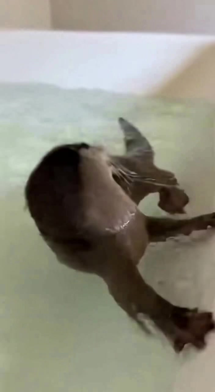 @baby_otters0