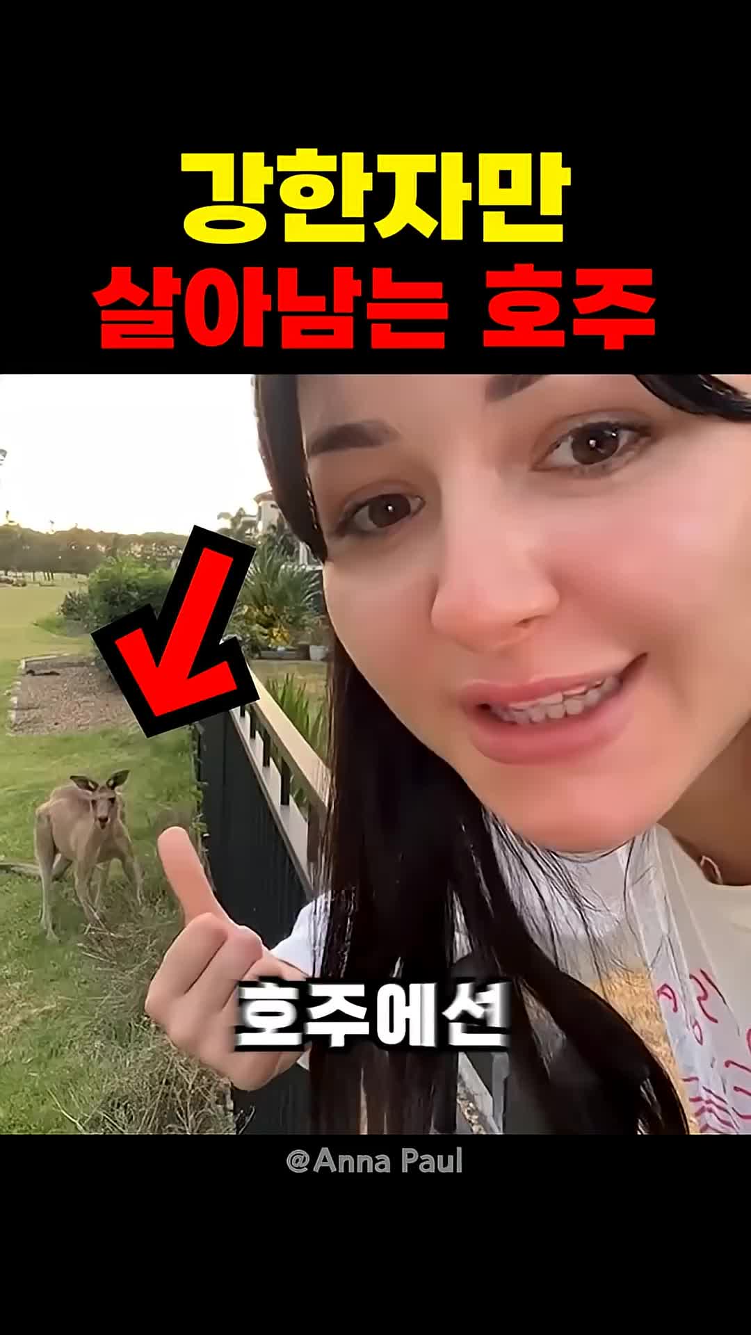 @짱아까미