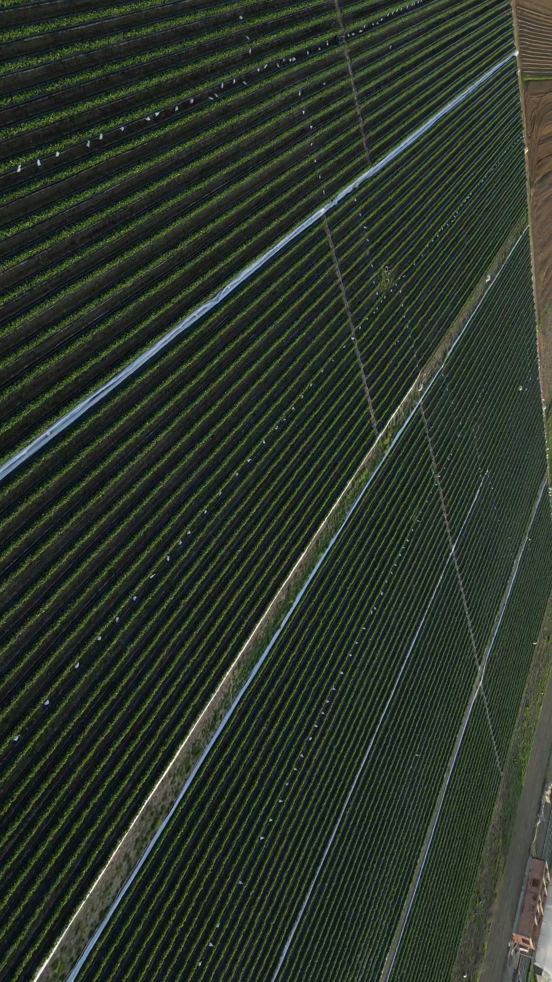 @Faze Farm