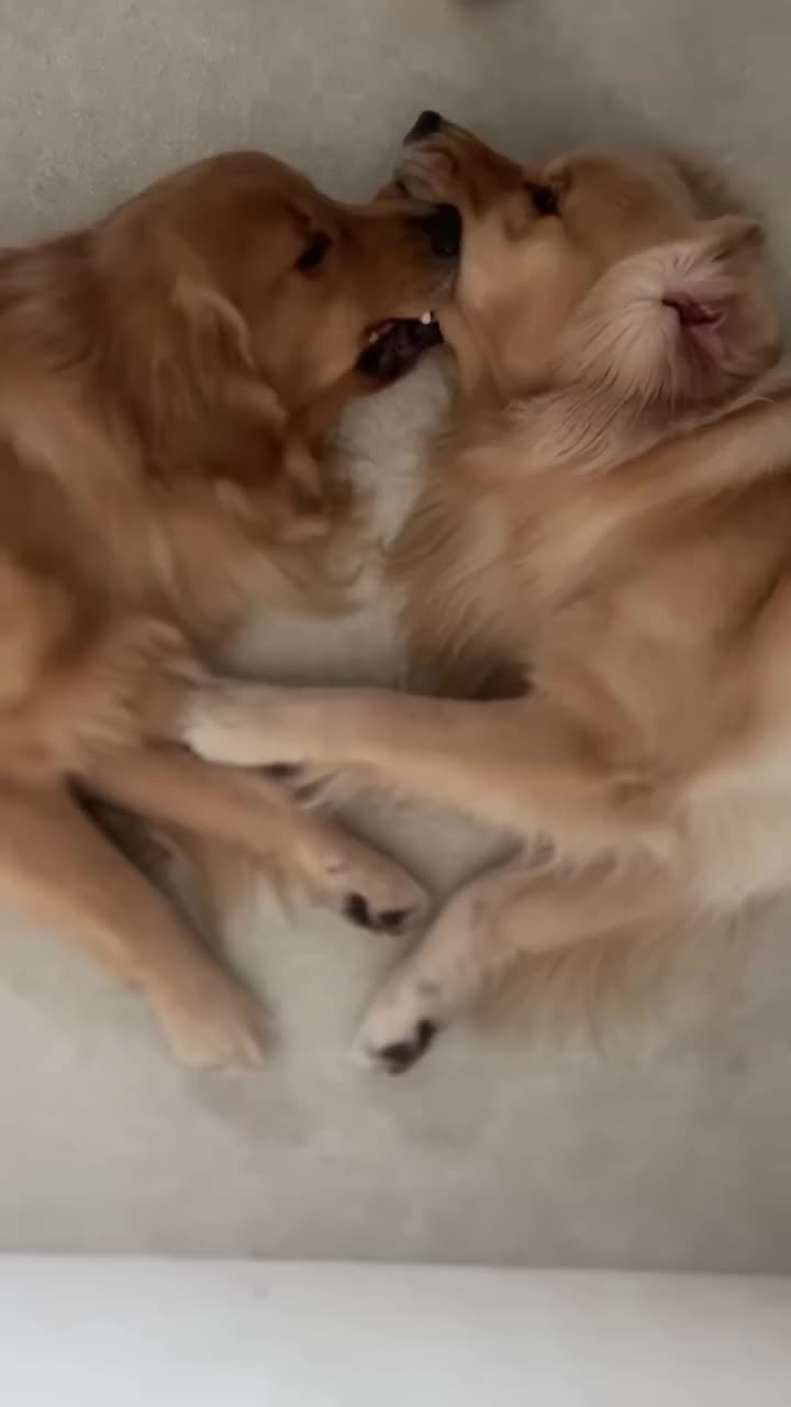 @tovagoldtwins