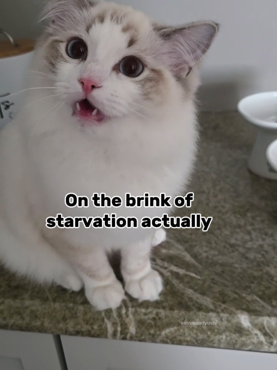 @Eevee, Yoshi & Waffles