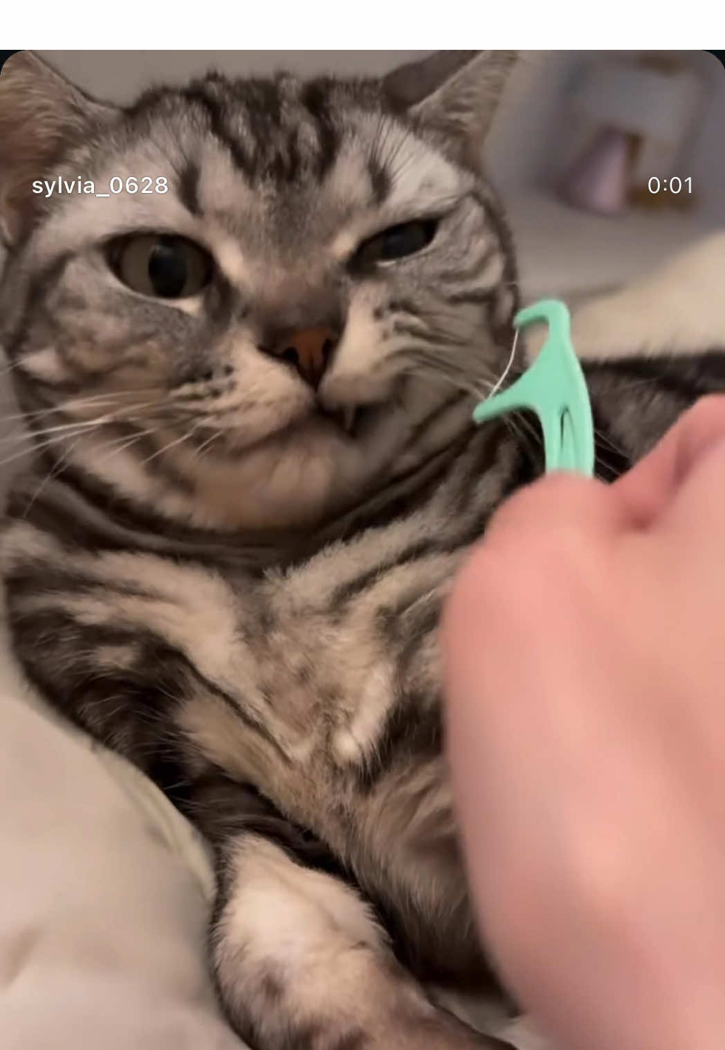 @하나비 Hanavi🩷