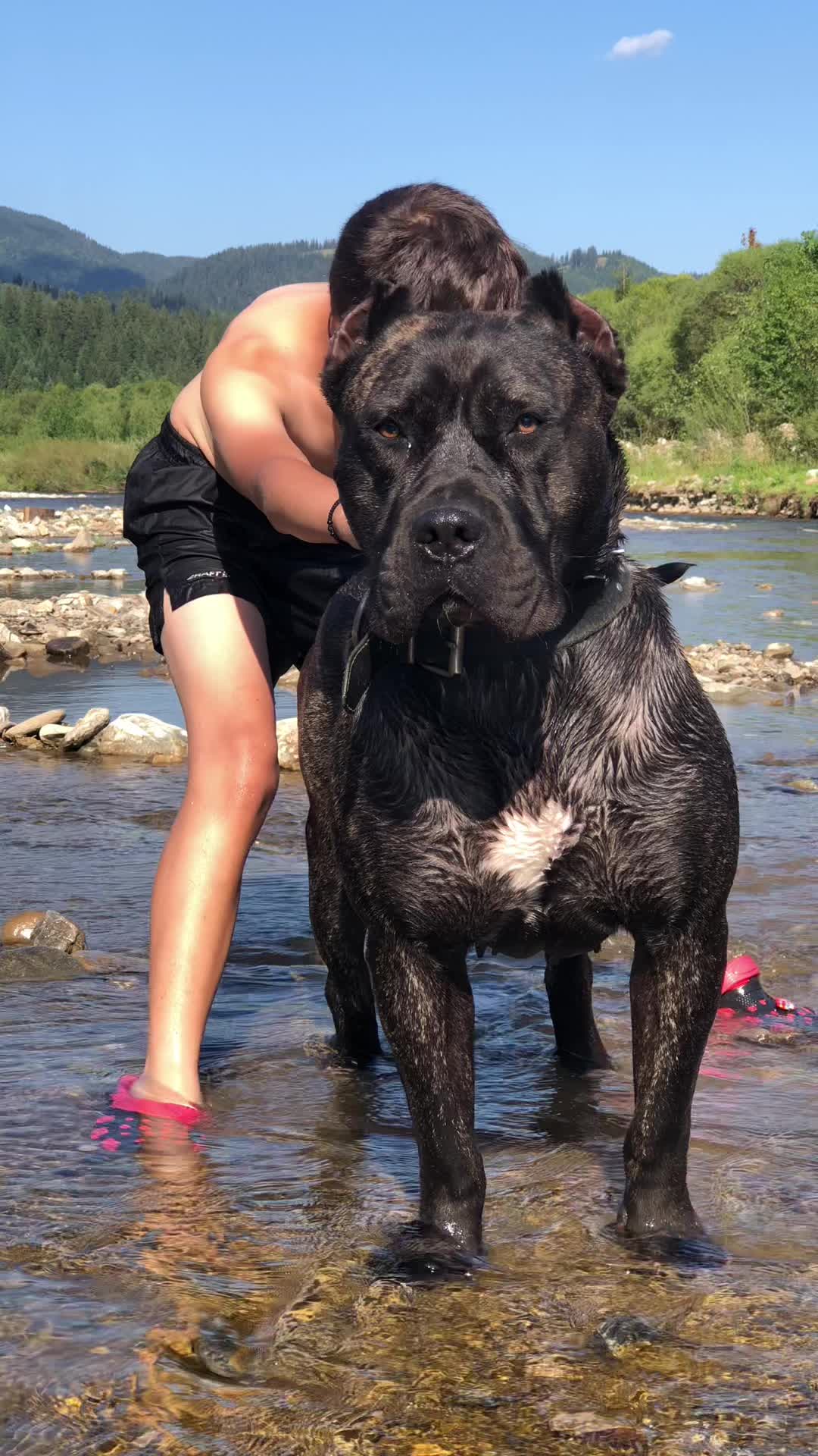 @Presa Canario Varro Bull