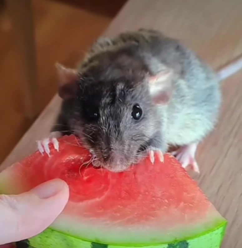 @Gargamel L'Féroce 🐀✨