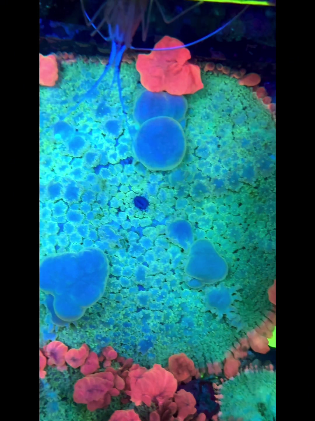@Cali_Coral_Connect_hxa
