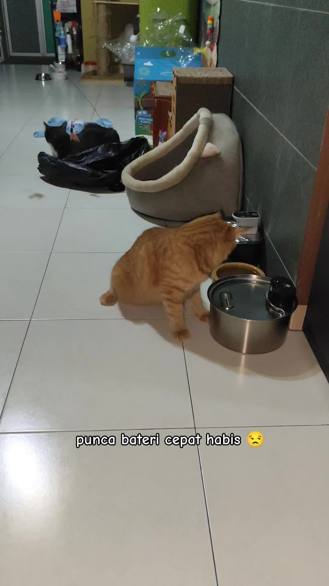 @Omma Kucing 🇲🇾🍉