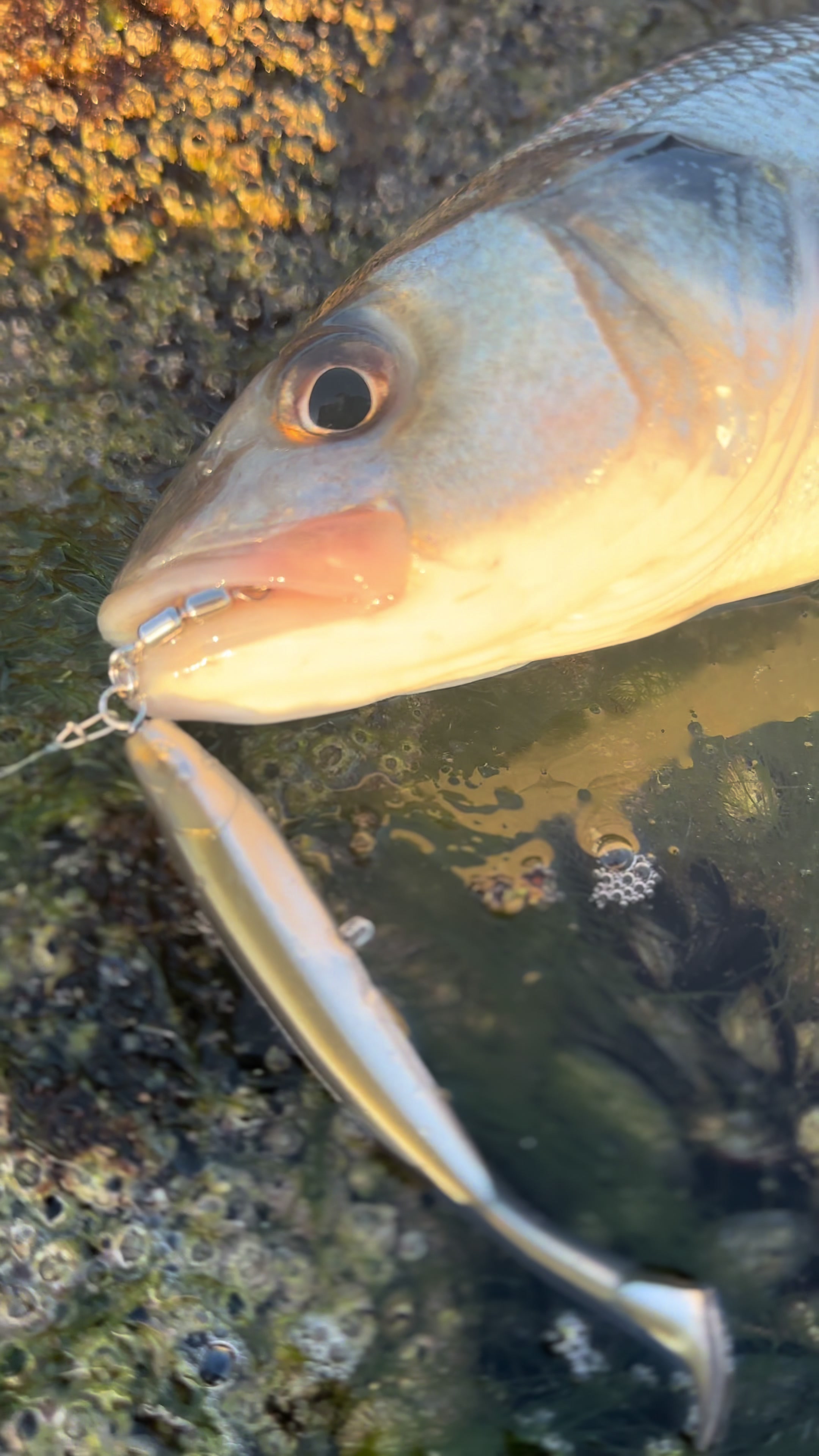 @GRXfishing