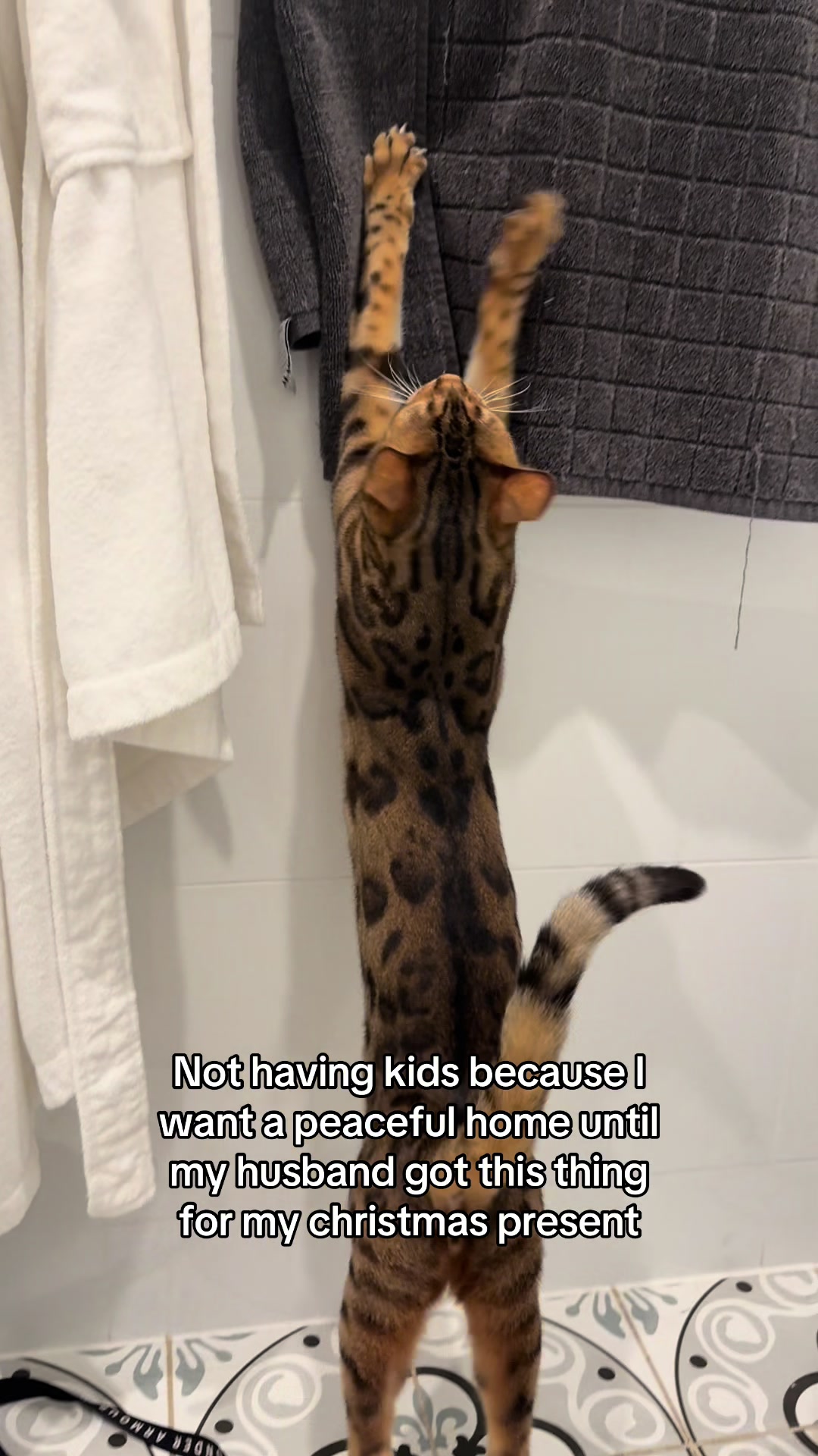 @mitmitcats