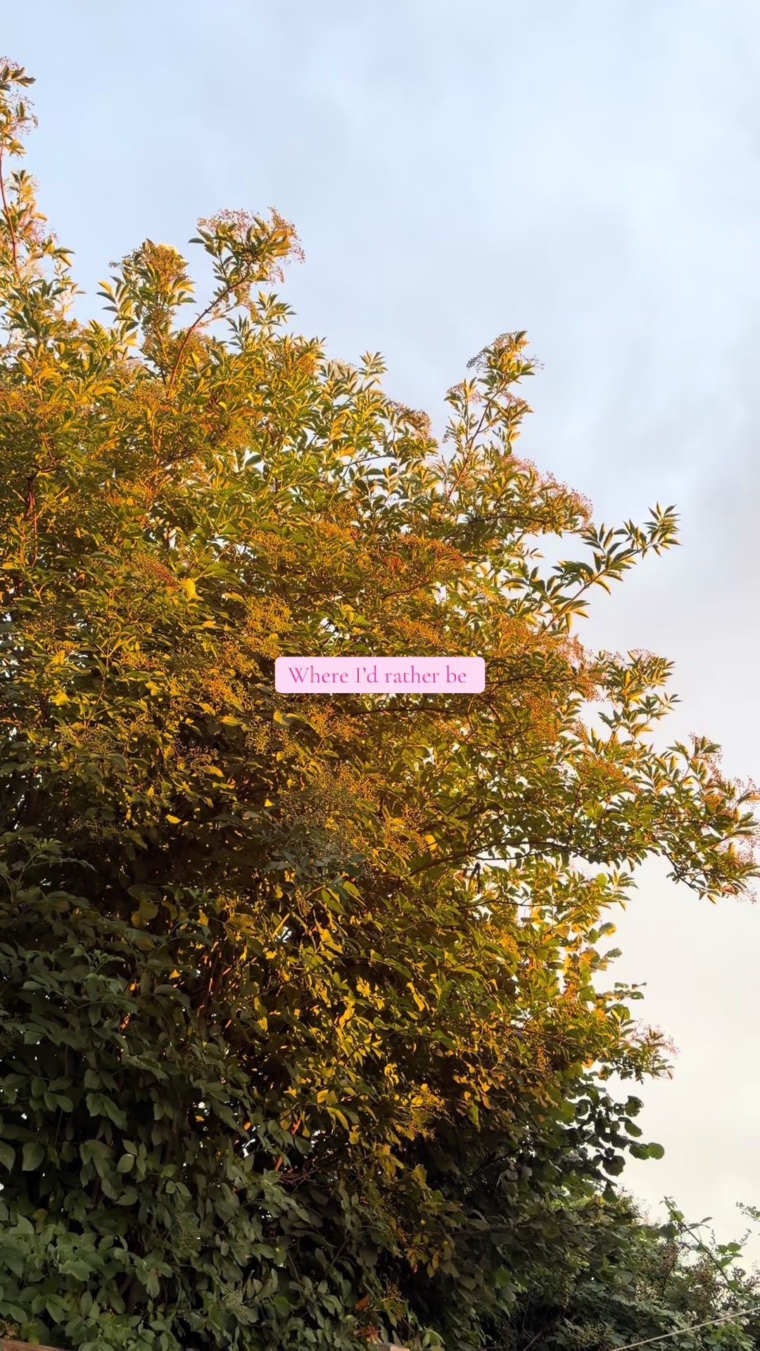 @Quiet Elsewhere | 📚🍁💌
