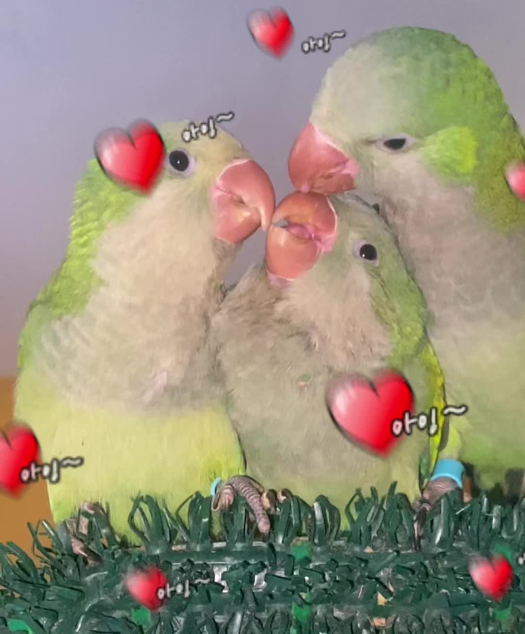 @el_cuervo_blanco
