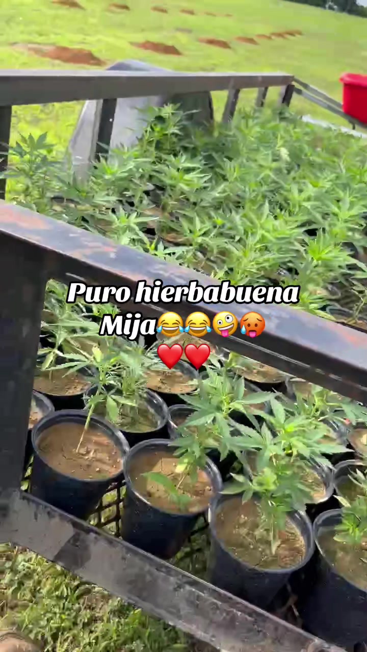 @Mc”mynor🦘cinto Orozco 🫵🏻⚔️