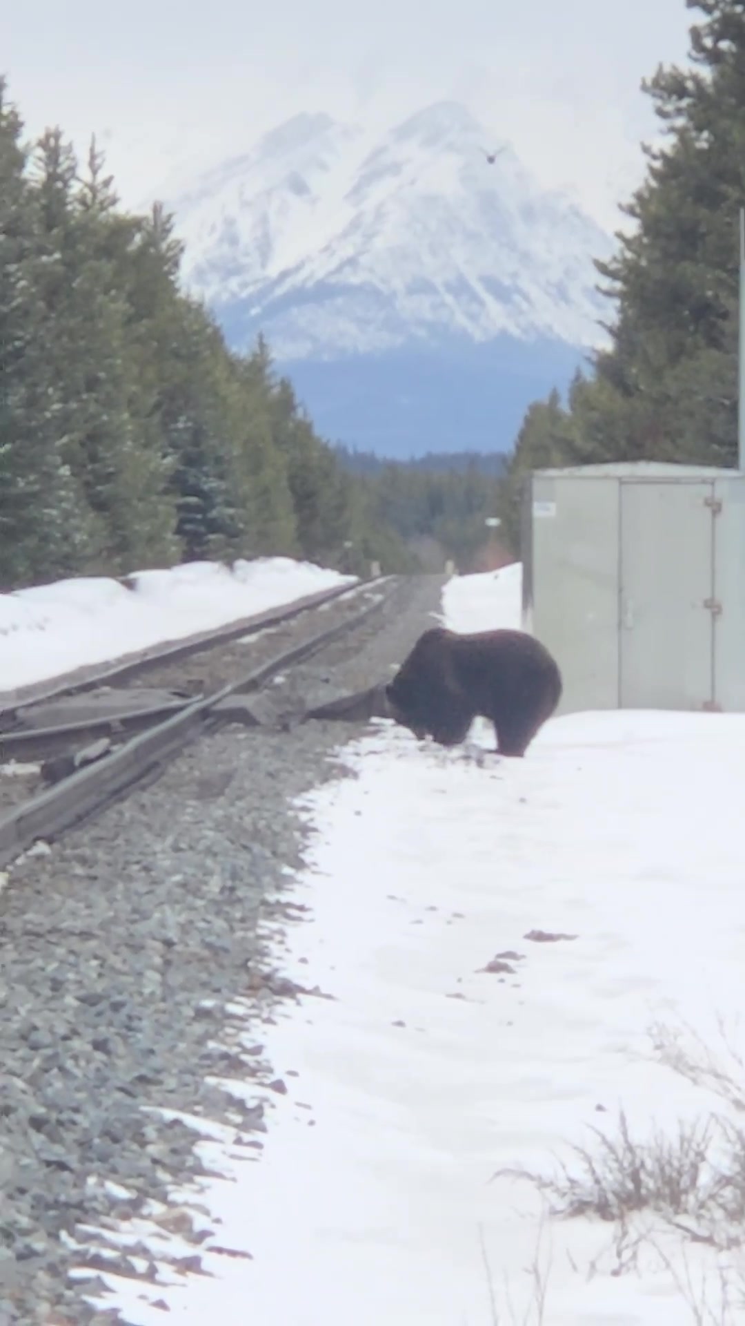 @Banff Nature and Wildlife