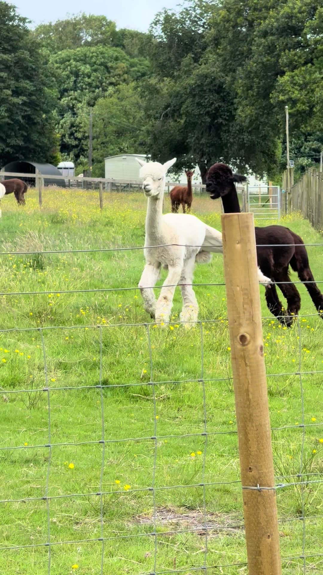 @Bardsea Alpacas and Llamas