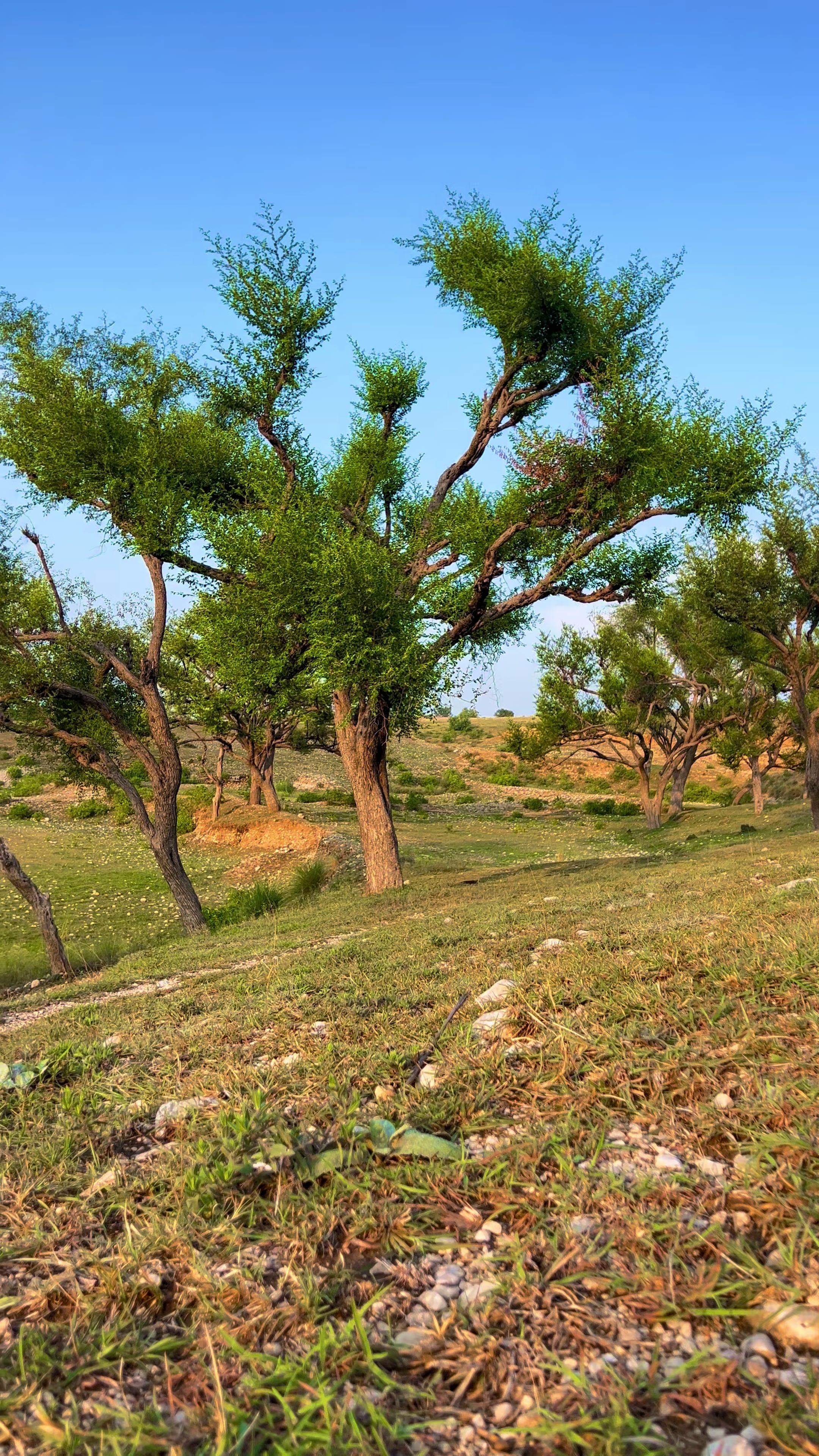 @جمیل
