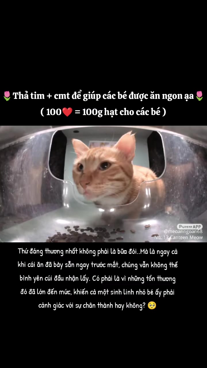 @Meo Ăn Ngoan