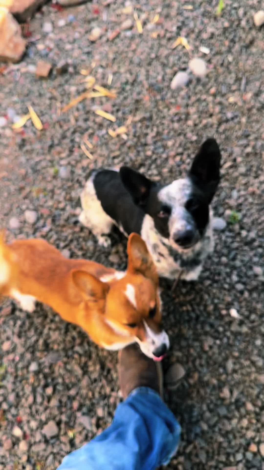 @Tucker&ensp;the&ensp;&lsquo;BLUE&ensp;HEELER&rsquo;