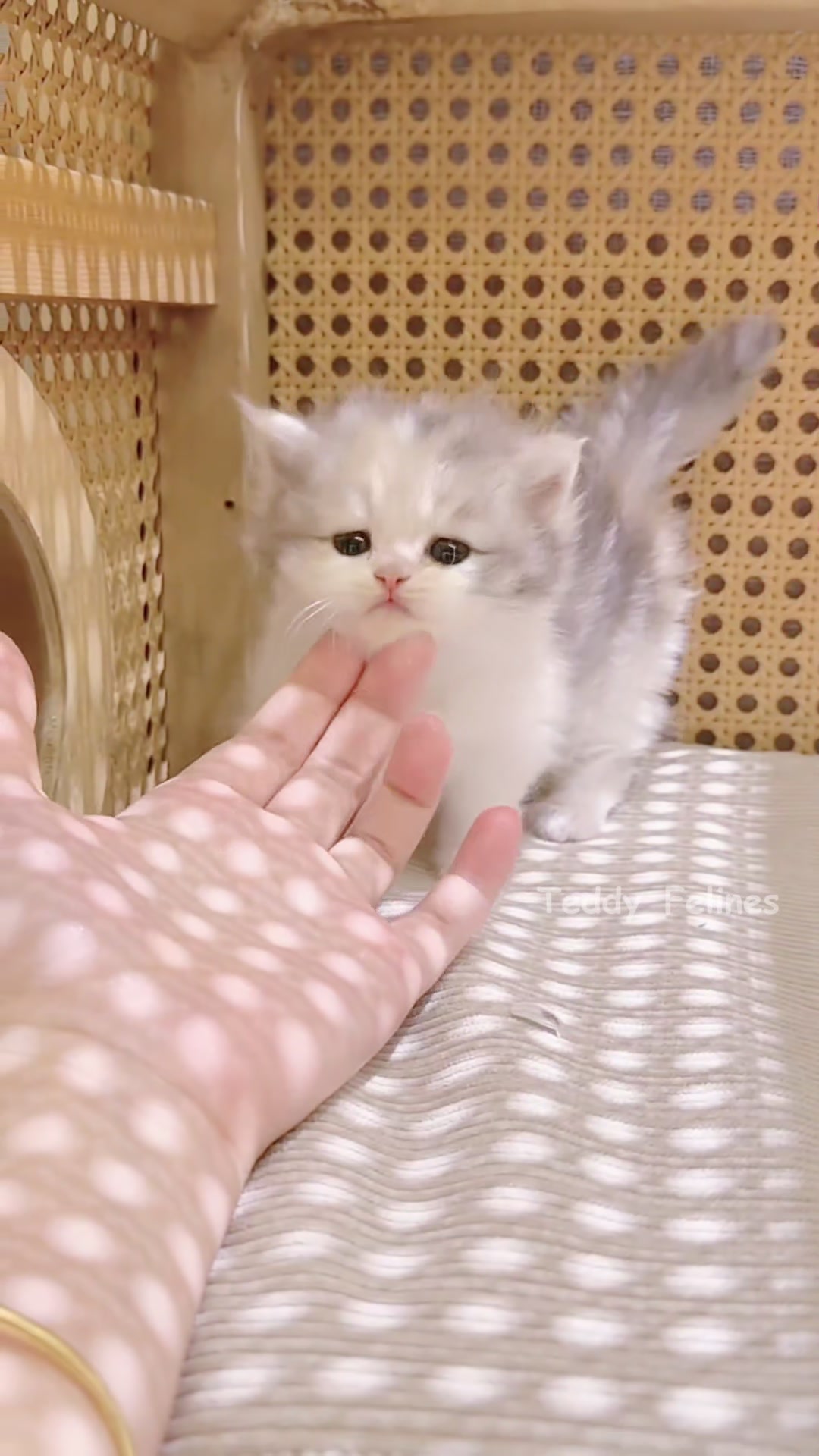 @Teddy_Felines 🧸🐾