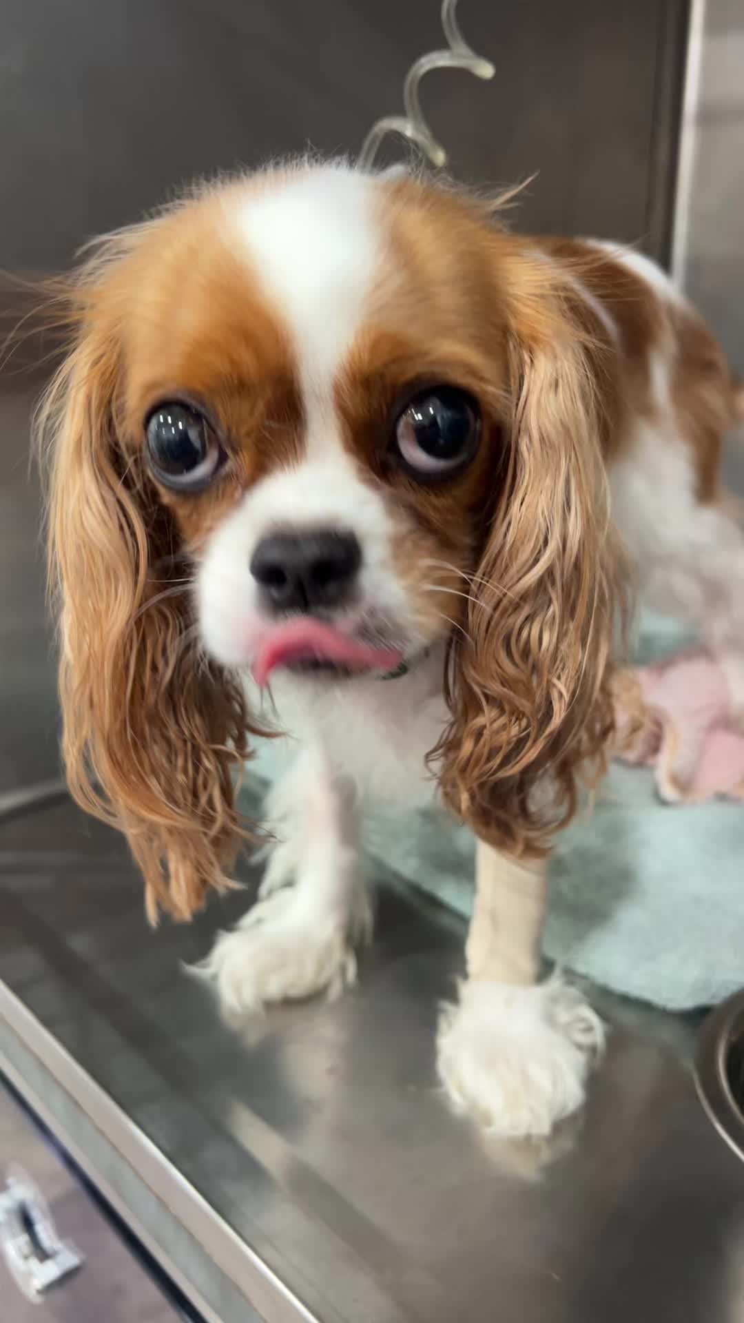 @Lake View Vet