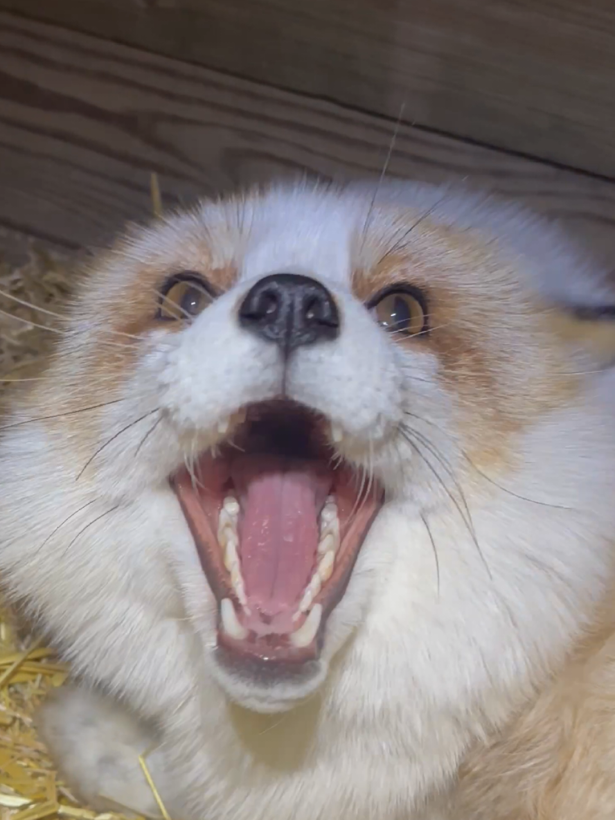 @saveafox