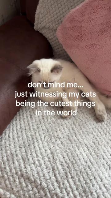 @Claws & Paws Parcels