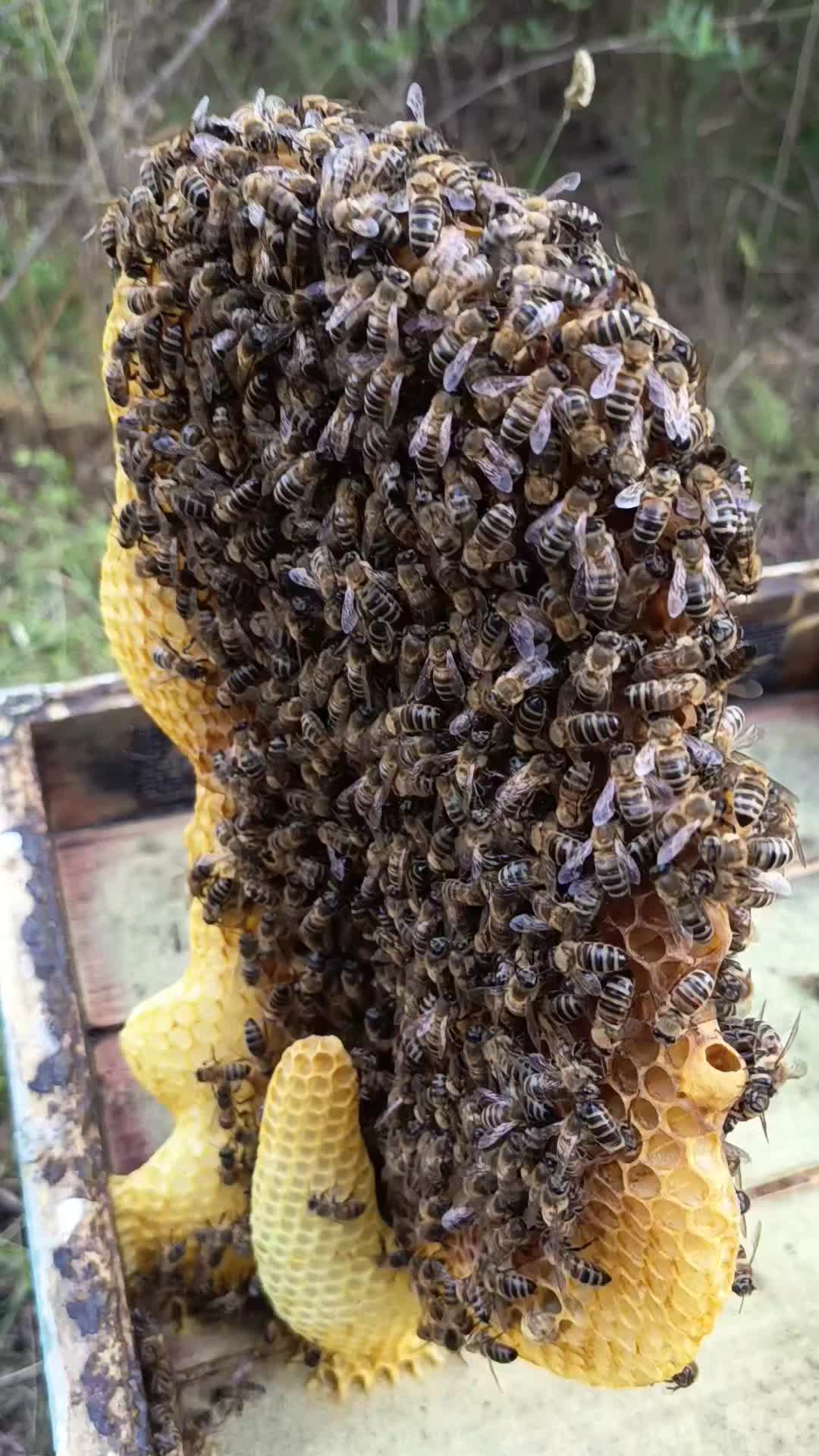 @epikonhoney