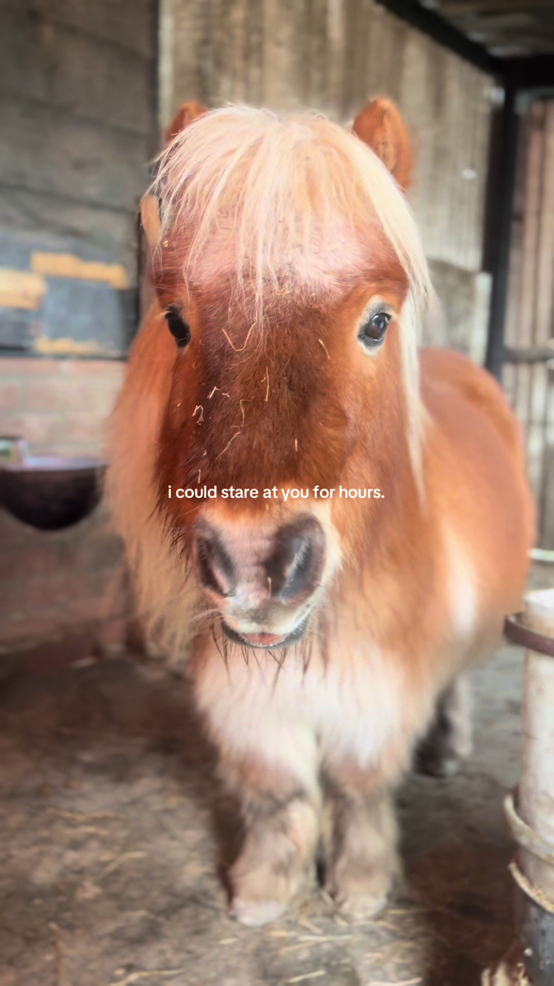 @idh_horses