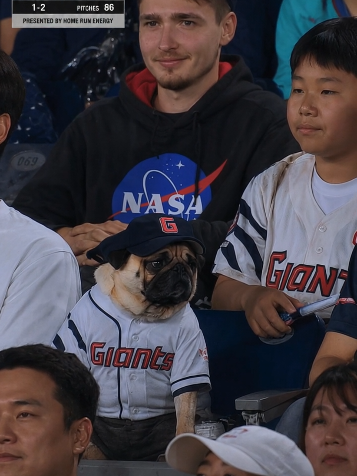 @Pug